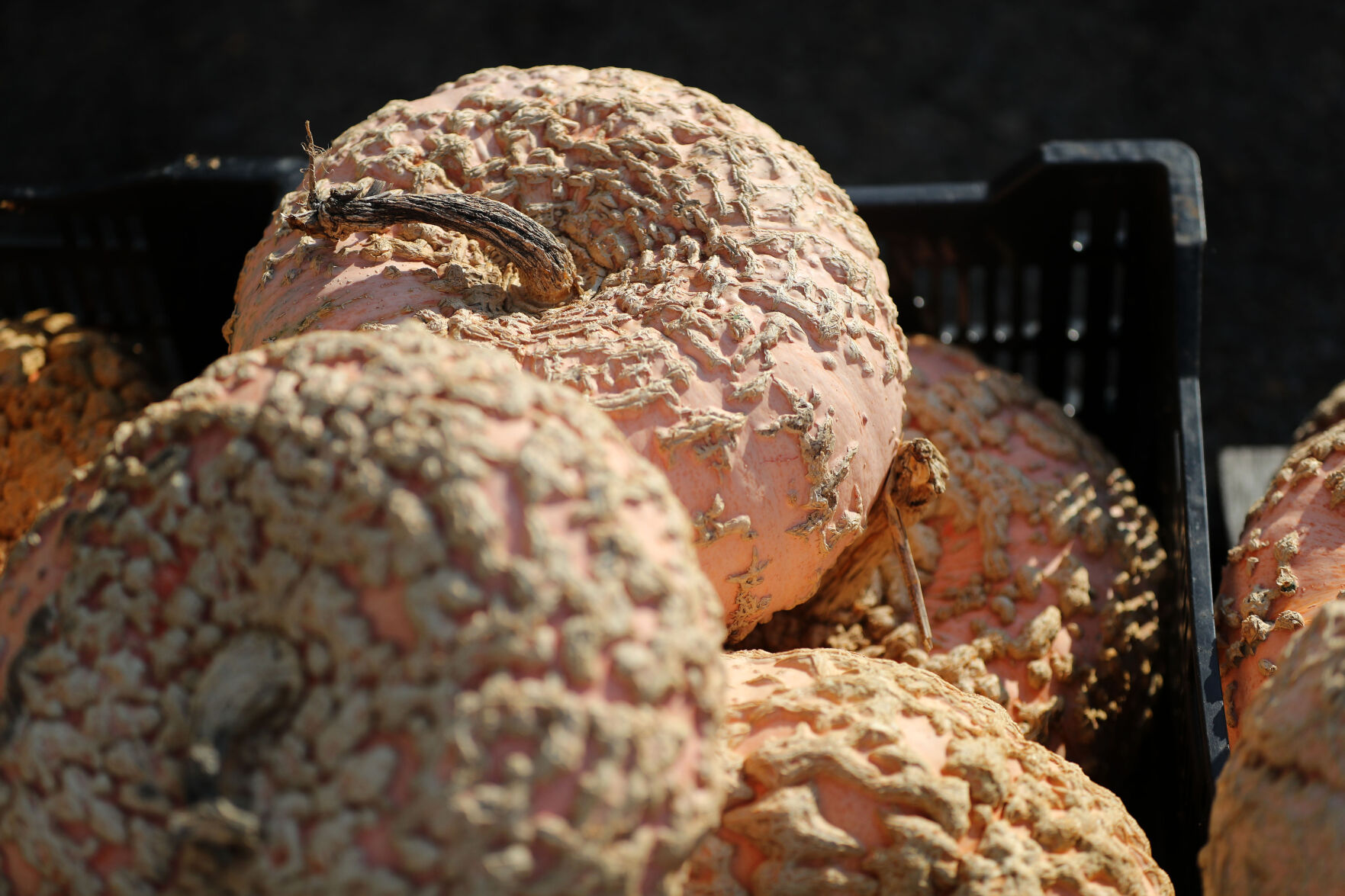 Peanut Pumpkin